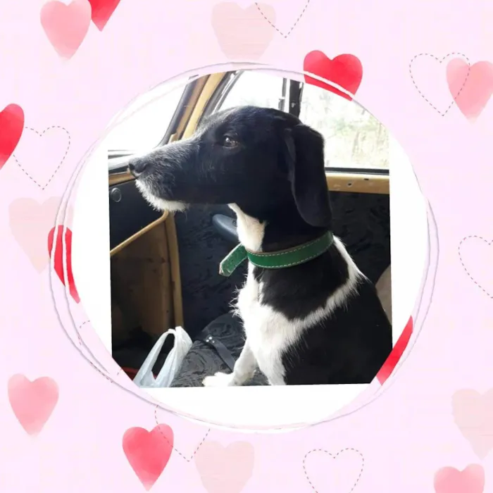 Cachorro raça SRD idade 1 ano nome Caco