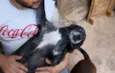 Cachorro raça SRD idade 6 ou mais anos nome Sarita