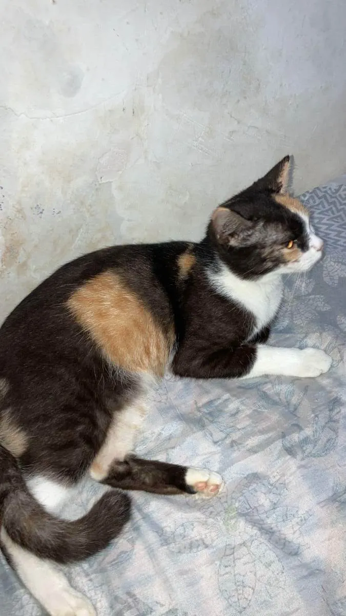 Gato ra a SEM RAÇA DEFINIDA idade 2 anos nome PANDINHA