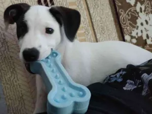 Cachorro raça Viralata idade 2 a 6 meses nome Agnes
