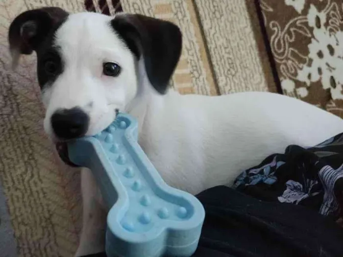 Cachorro ra a Viralata idade 2 a 6 meses nome Agnes