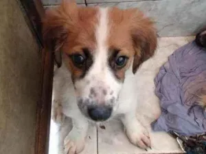 Cachorro raça SRD idade 2 a 6 meses nome Pérola e sempre viva