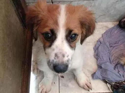 Cachorro ra a SRD idade 2 a 6 meses nome Pérola e sempre viva