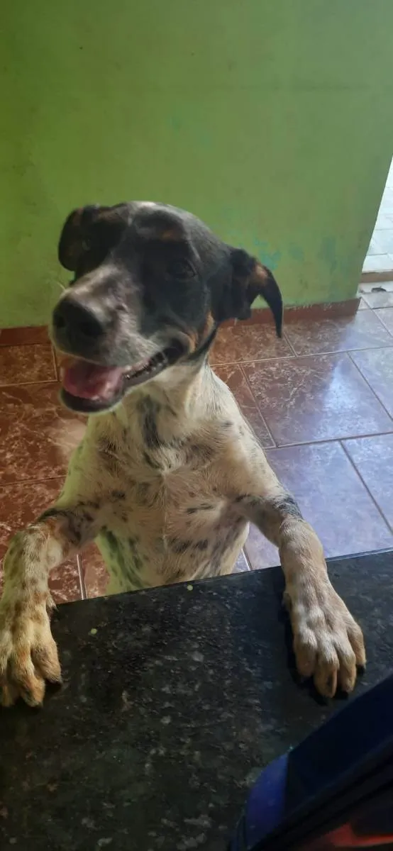 Cachorro ra a SRD idade 7 a 11 meses nome Chico