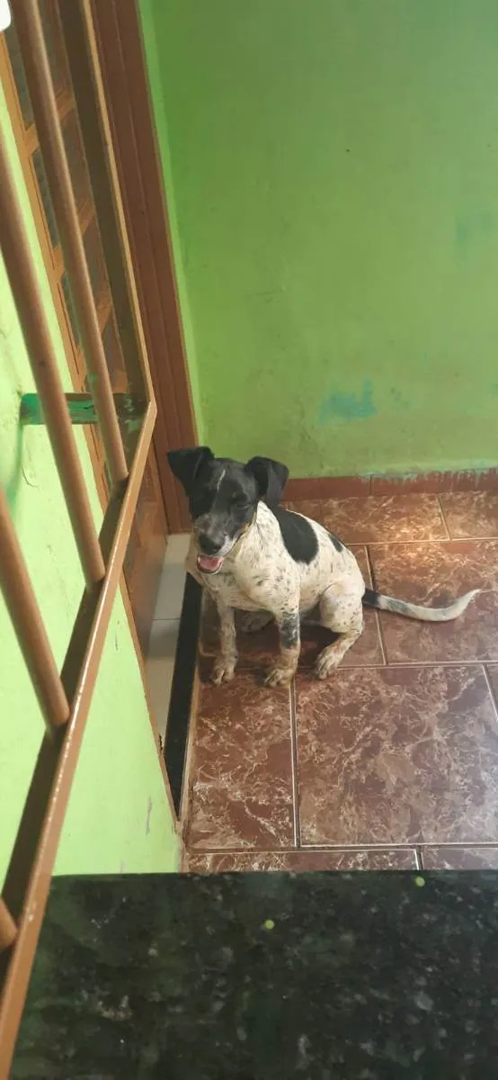 Cachorro ra a SRD idade 7 a 11 meses nome Chico