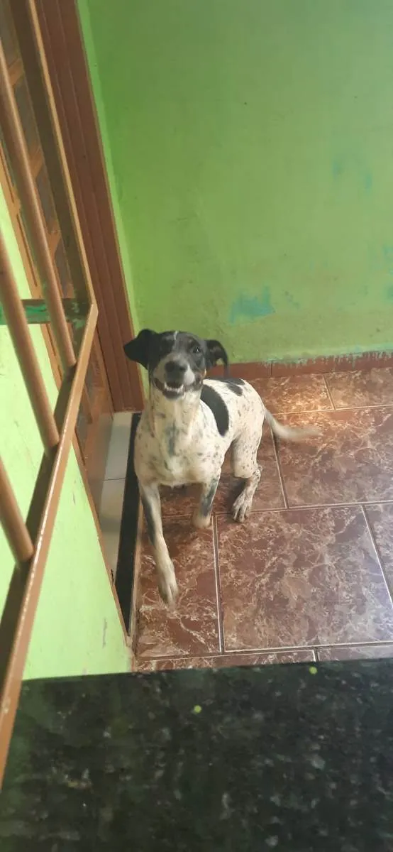 Cachorro ra a SRD idade 7 a 11 meses nome Chico