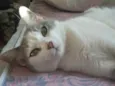 Xita