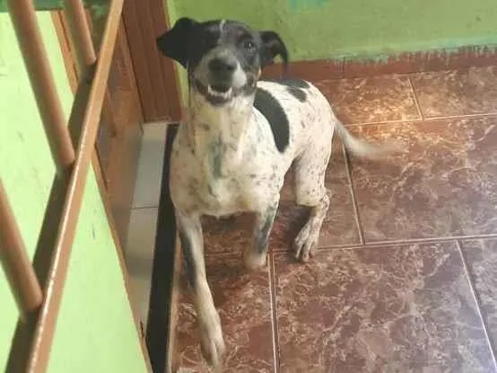 Cachorro ra a SRD idade 7 a 11 meses nome Chico