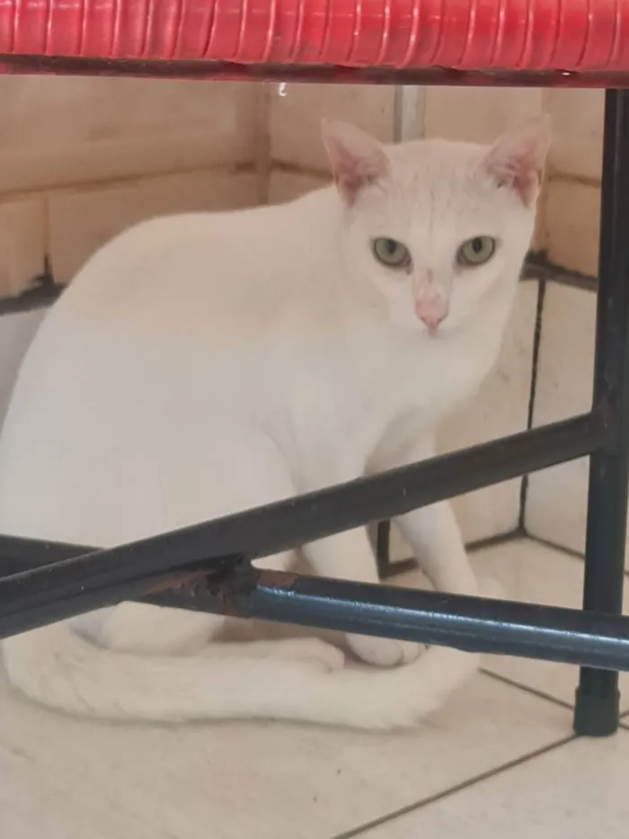 Gato ra a SRD idade 2 anos nome Juanita