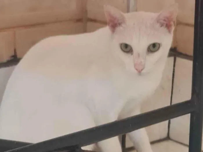 Gato ra a SRD idade 2 anos nome Juanita