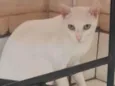 Juanita