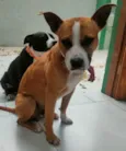 Tchê