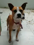 Tchê