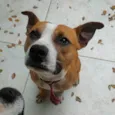 Tchê