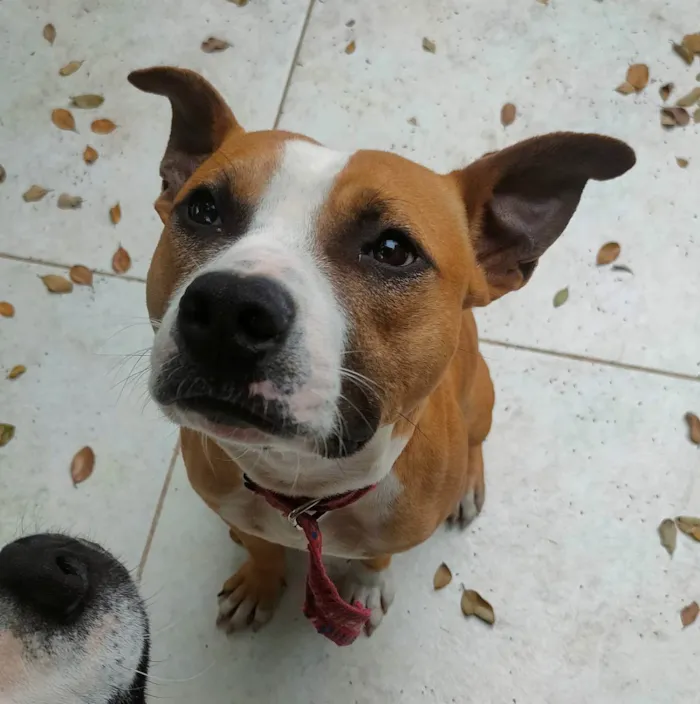 Cachorro ra a SRD - pitbull idade 1 ano nome Tchê