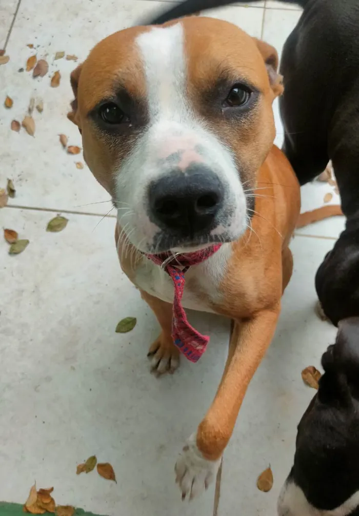 Cachorro ra a SRD - pitbull idade 1 ano nome Tchê