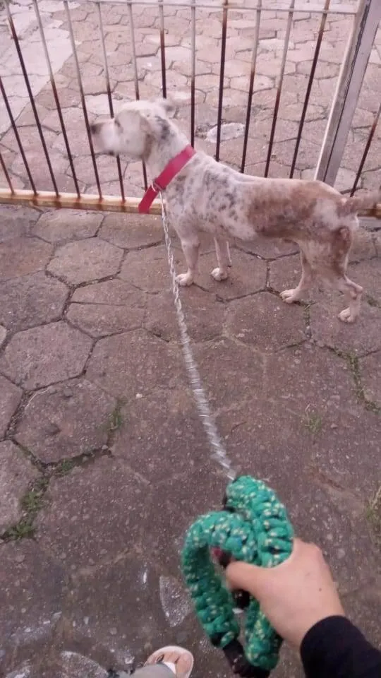 Cachorro ra a Pitbull  idade 7 a 11 meses nome Luff