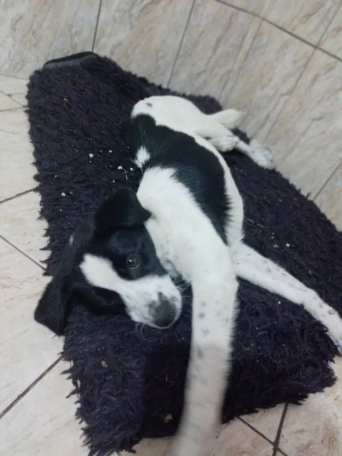 Cachorro ra a Vira lata idade 7 a 11 meses nome Lala