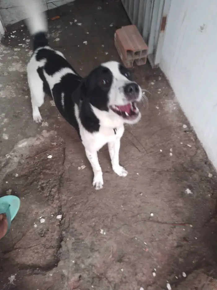 Cachorro ra a Vira lata idade 7 a 11 meses nome Lala