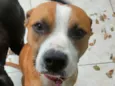 Tchê