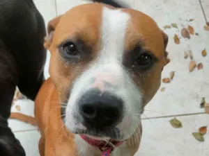 Cachorro raça SRD - pitbull idade 1 ano nome Tchê