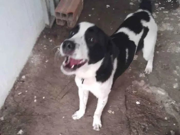 Cachorro ra a Vira lata idade 7 a 11 meses nome Lala