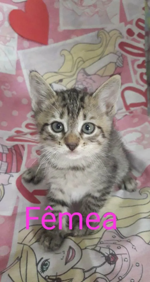 Gato ra a SRD idade 2 a 6 meses nome Clara