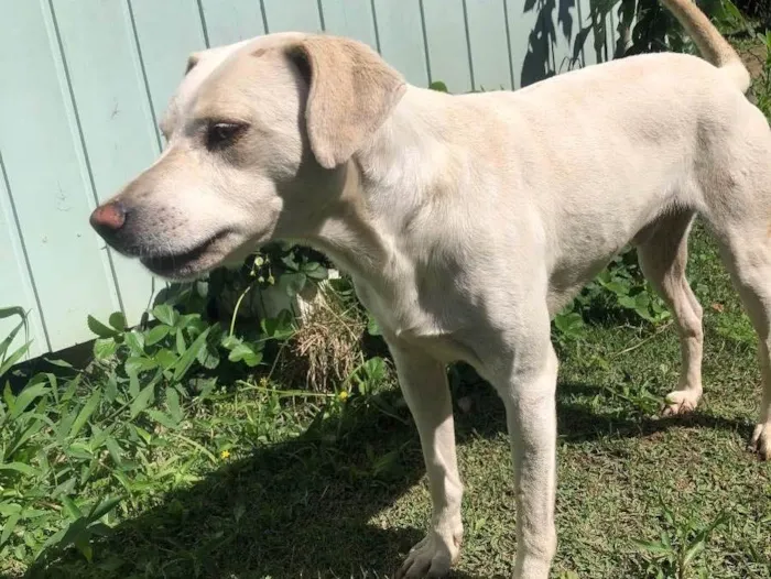 Cachorro ra a Vira-lata idade 3 anos nome Zeca