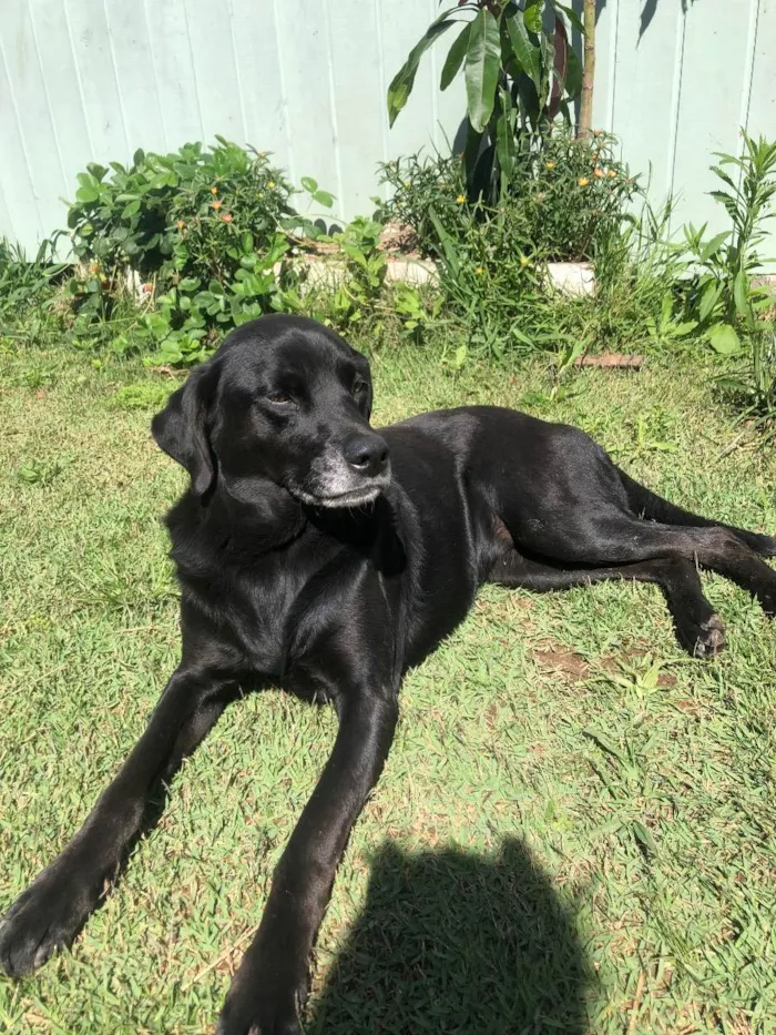 Cachorro ra a Vira lata idade  nome Akira