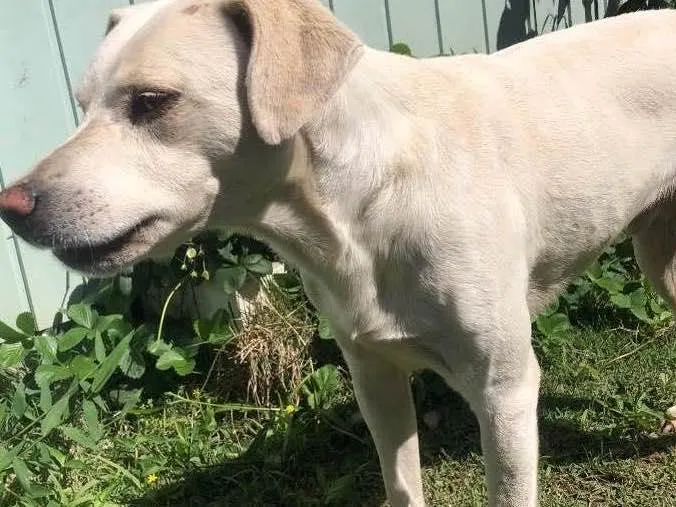 Cachorro ra a Vira-lata idade 3 anos nome Zeca