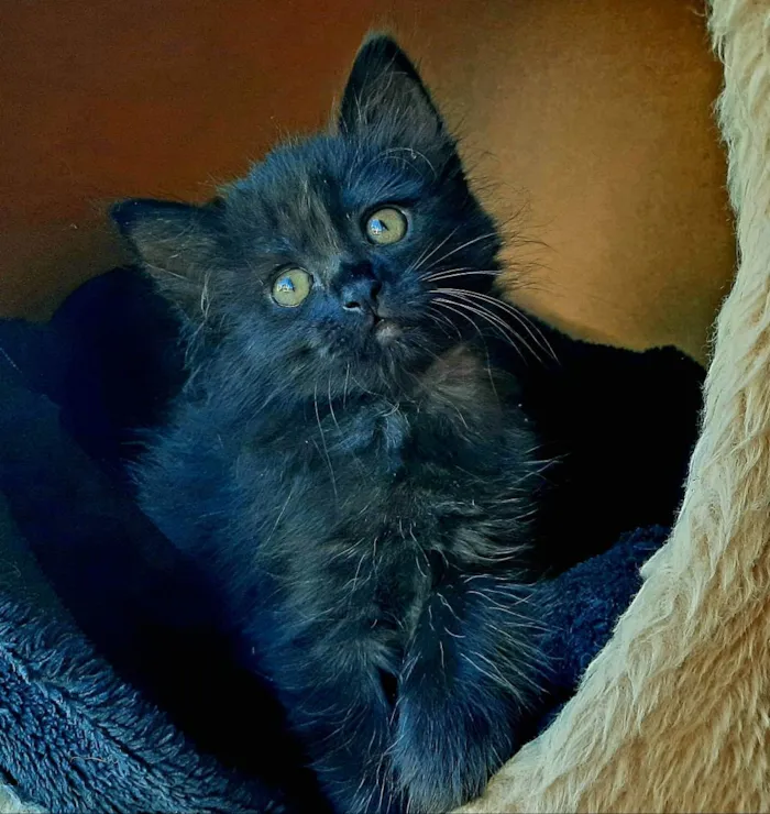 Gato ra a Srd idade Abaixo de 2 meses nome Meg
