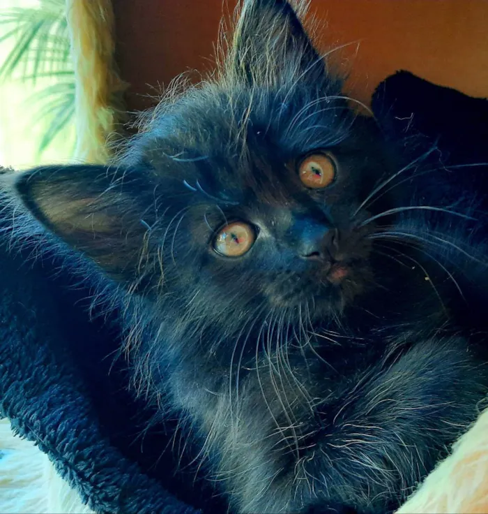 Gato ra a Srd idade Abaixo de 2 meses nome Meg