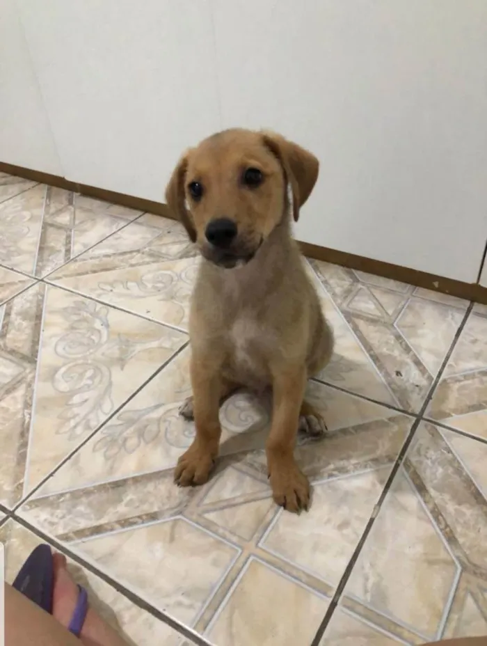 Cachorro ra a Vira lata idade 2 a 6 meses nome Sem nome