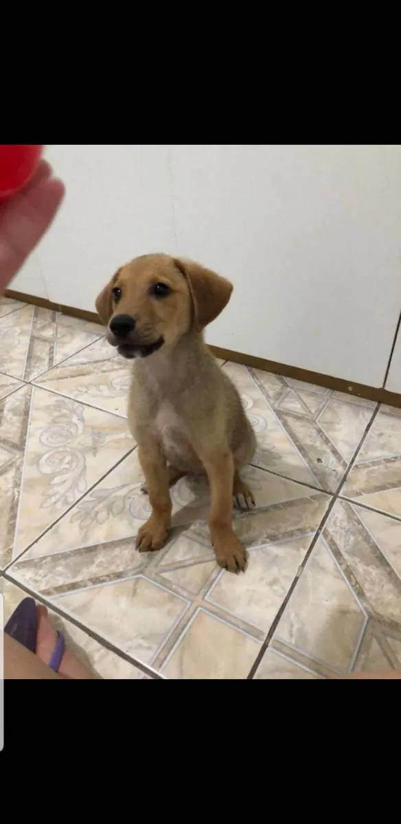 Cachorro ra a Vira lata idade 2 a 6 meses nome Sem nome