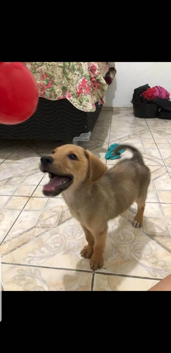 Cachorro ra a Vira lata idade 2 a 6 meses nome Sem nome