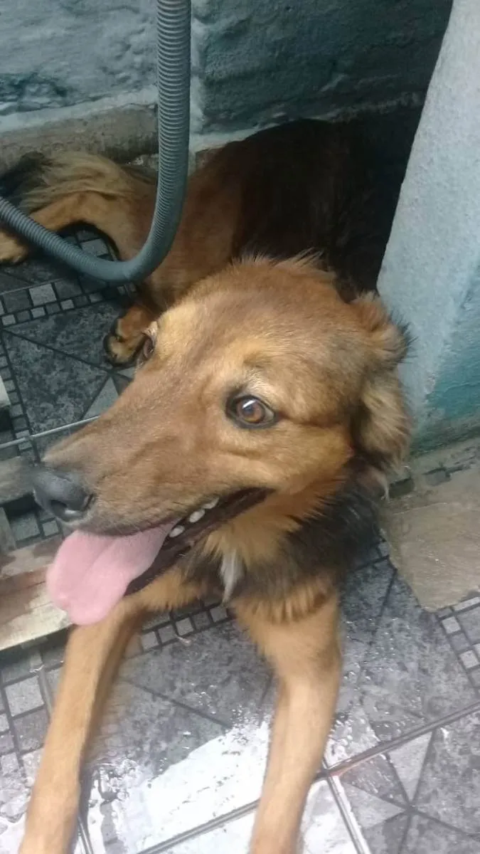 Cachorro raça Sem raça definida  idade 3 anos nome Wood