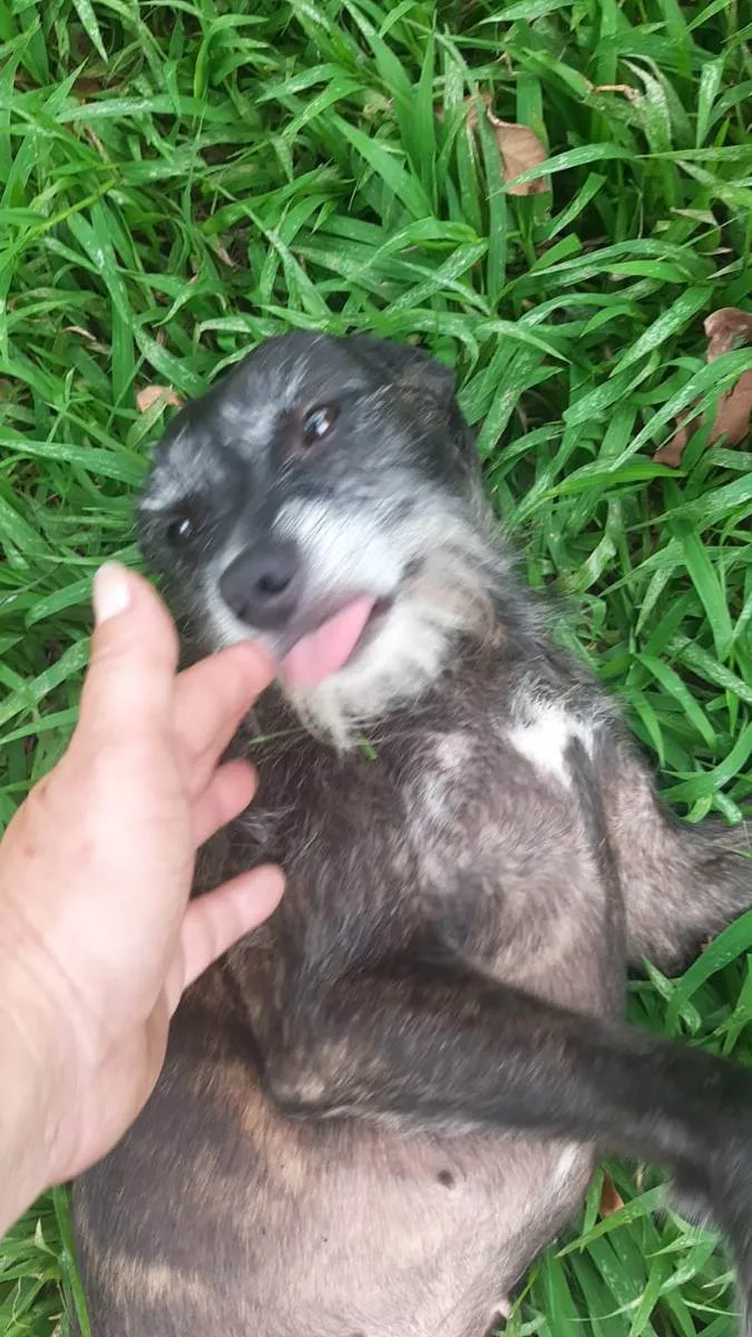 Cachorro raça srd idade 2 anos nome Gigi