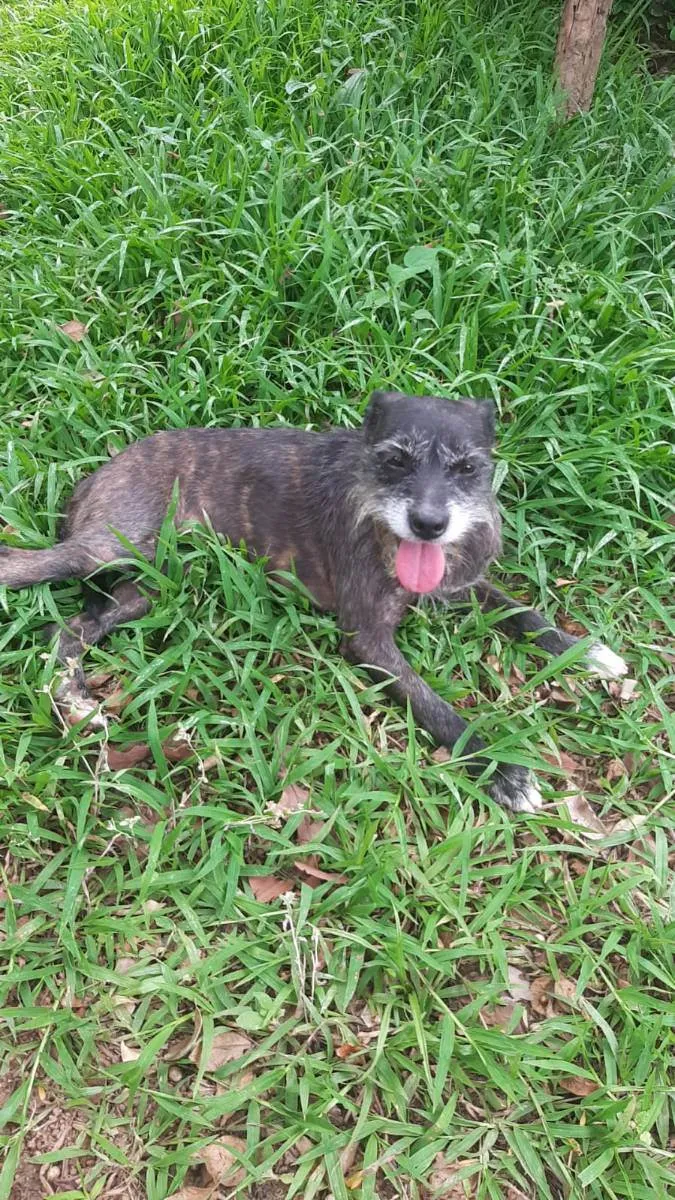 Cachorro raça srd idade 2 anos nome Gigi