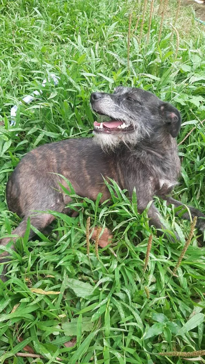 Cachorro raça srd idade 2 anos nome Gigi