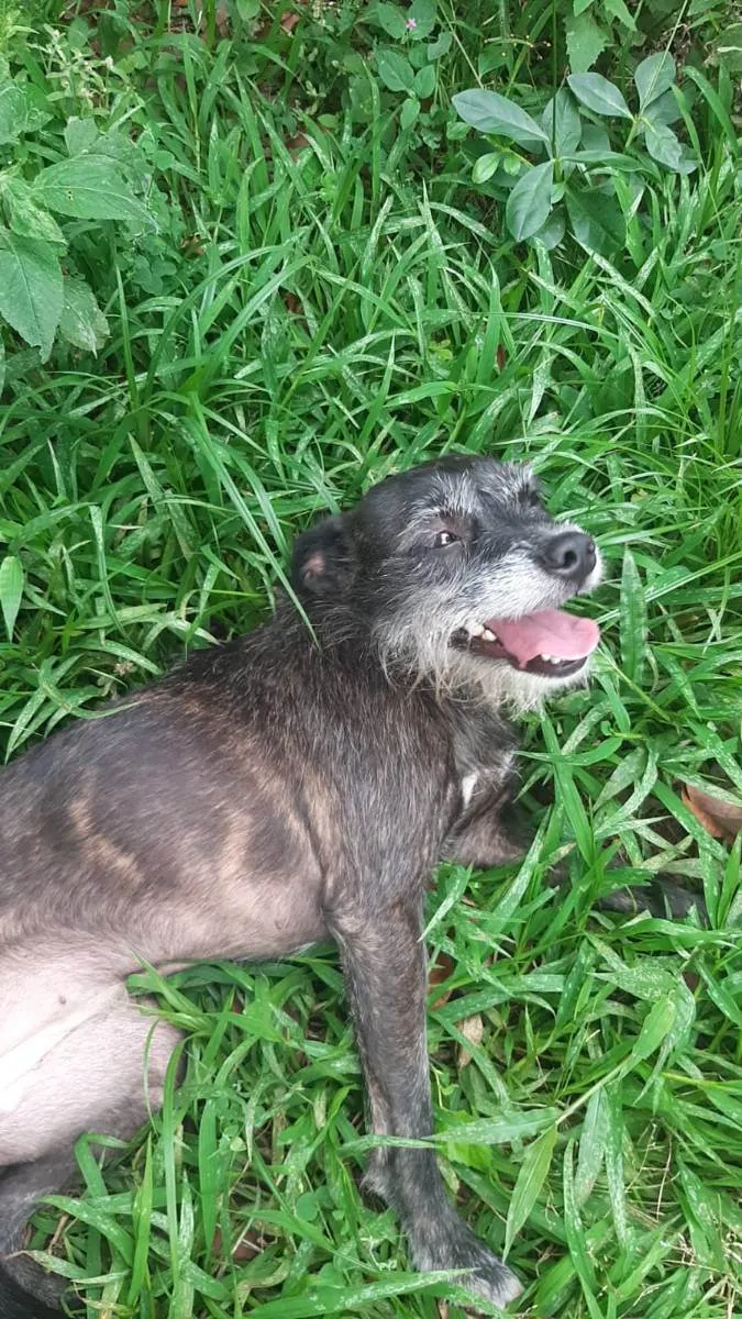 Cachorro raça srd idade 2 anos nome Gigi