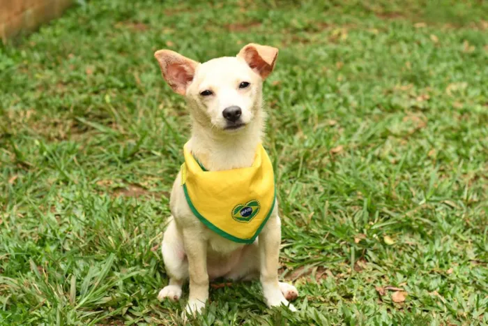 Cachorro raça srd idade 7 a 11 meses nome Yasmini 