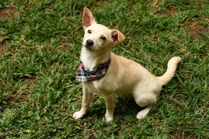 Cachorro raça srd idade 7 a 11 meses nome Yasmini 