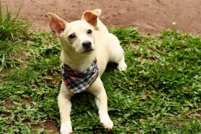 Cachorro raça srd idade 7 a 11 meses nome Yasmini 