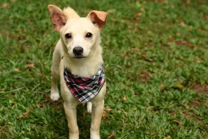 Cachorro raça srd idade 7 a 11 meses nome Yasmini 