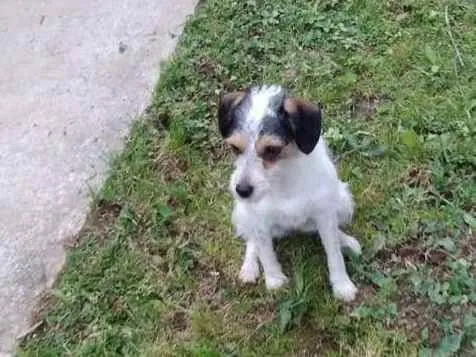 Cachorro raça srd idade 1 ano nome Jessie