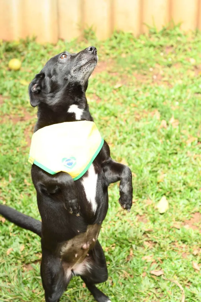 Cachorro raça srd idade 3 anos nome Pipoca 