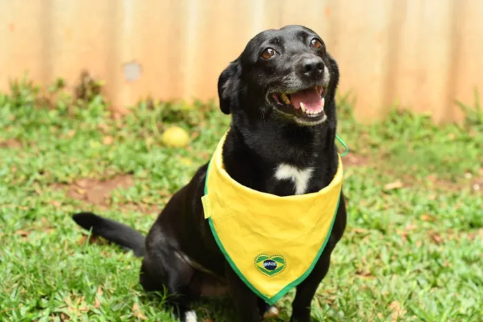 Cachorro raça srd idade 3 anos nome Pipoca 