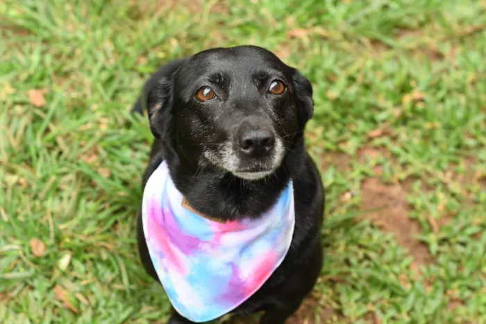 Cachorro raça srd idade 3 anos nome Pipoca 