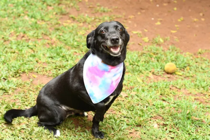 Cachorro raça srd idade 3 anos nome Pipoca 