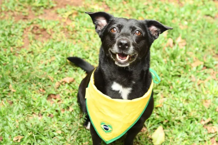 Cachorro raça srd idade 3 anos nome Pipoca 